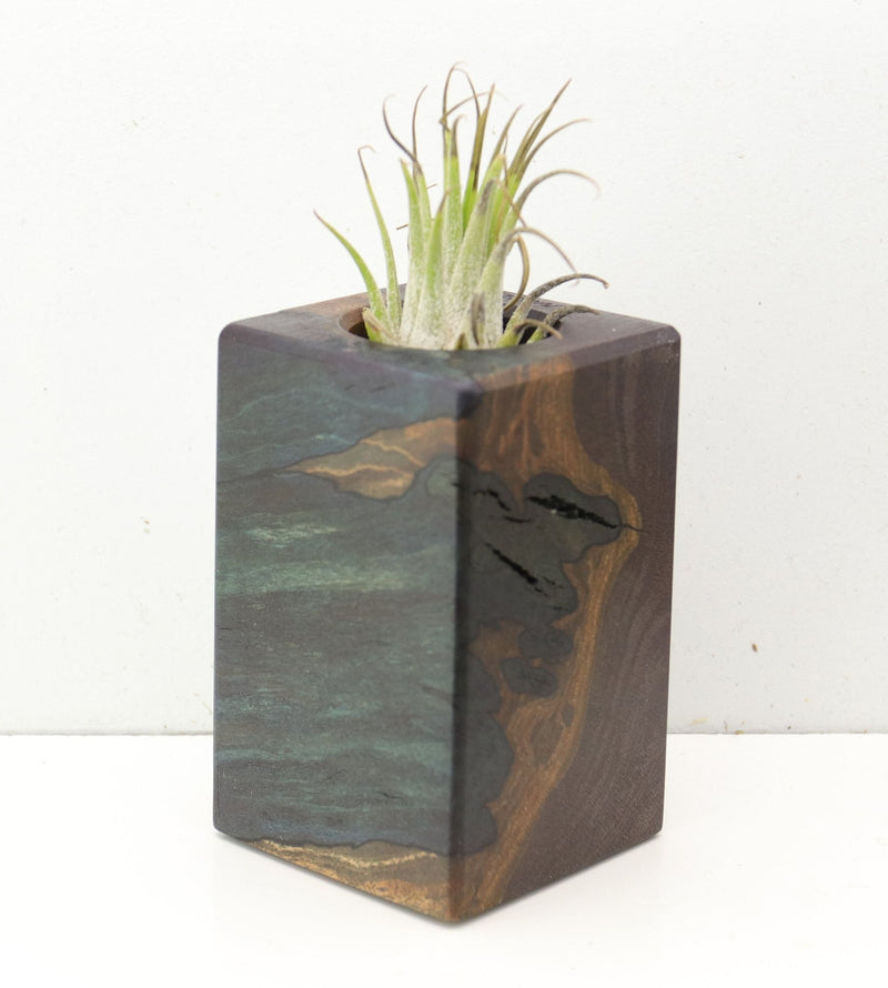 Wood Burl  Air Plant Holder - Bryanna (Wood Burl, 691690)