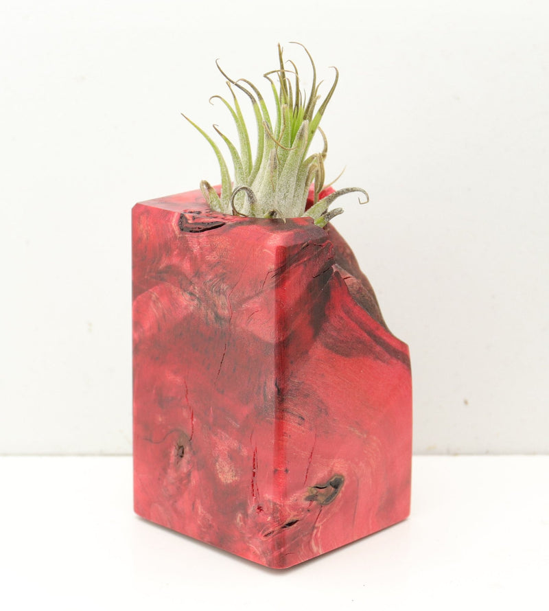 Wood Burl  Air Plant Holder - Abraham (Wood Burl, 691691)