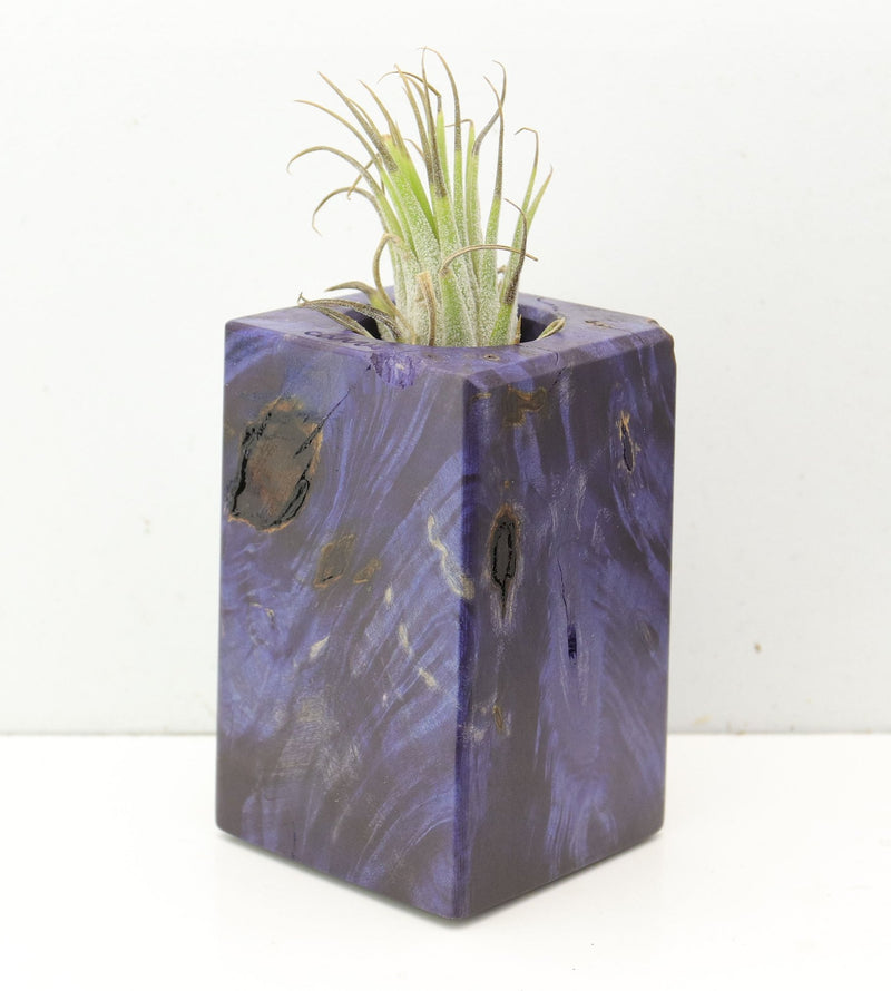 Wood Burl  Air Plant Holder - Ernestine (Wood Burl, 691692)
