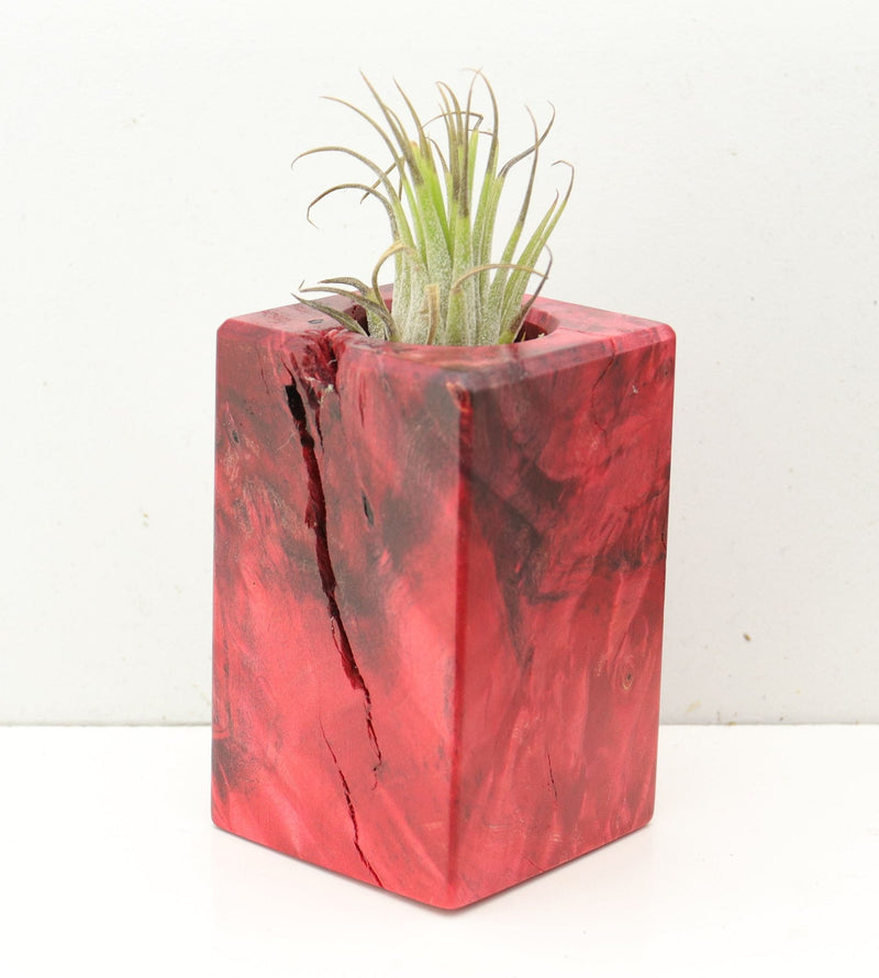 Wood Burl  Air Plant Holder - Kirsten (Wood Burl, 691693)