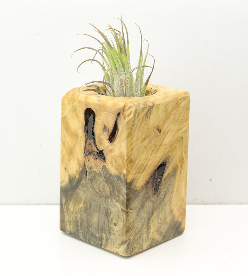 Wood Burl  Air Plant Holder - Audra (Wood Burl, 691694)