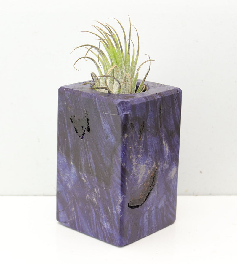 Wood Burl  Air Plant Holder - Cheri (Wood Burl, 691695)