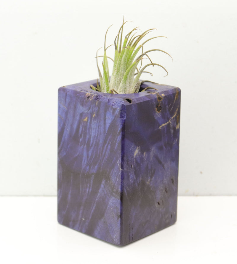 Wood Burl  Air Plant Holder - Dan (Wood Burl, 691696)