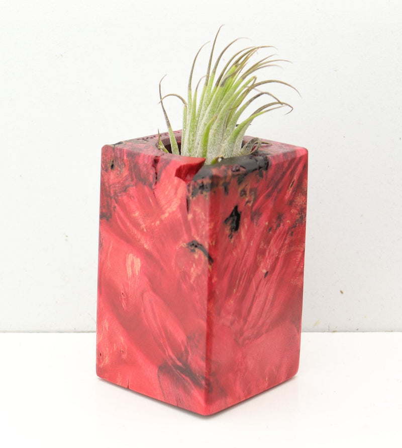Wood Burl  Air Plant Holder - Rex (Wood Burl, 691697)