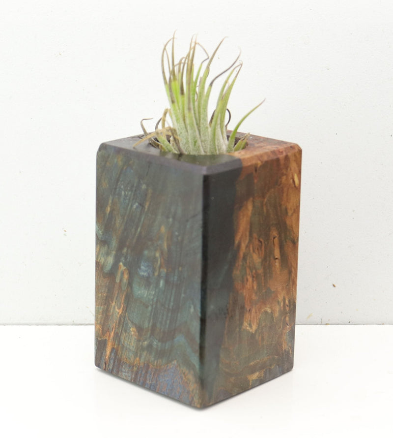 Wood Burl  Air Plant Holder - Gillian (Wood Burl, 691698)