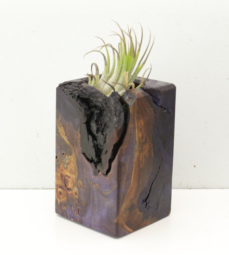 Wood Burl  Air Plant Holder - Ashley (Wood Burl, 691700)
