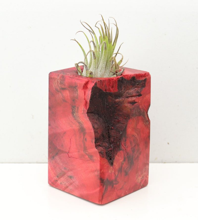 Wood Burl  Air Plant Holder - Frank (Wood Burl, 691701)