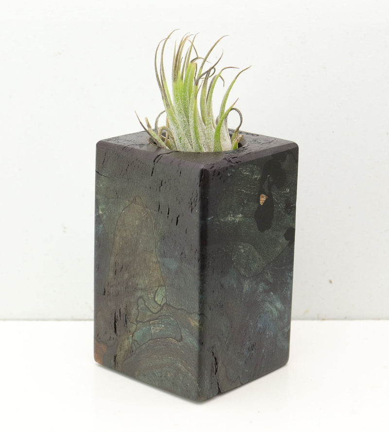 Wood Burl  Air Plant Holder - Gabrielle (Wood Burl, 691702)