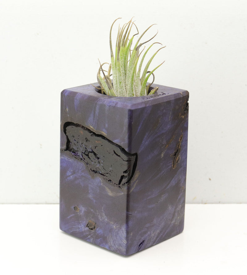 Wood Burl  Air Plant Holder - Freya (Wood Burl, 691703)