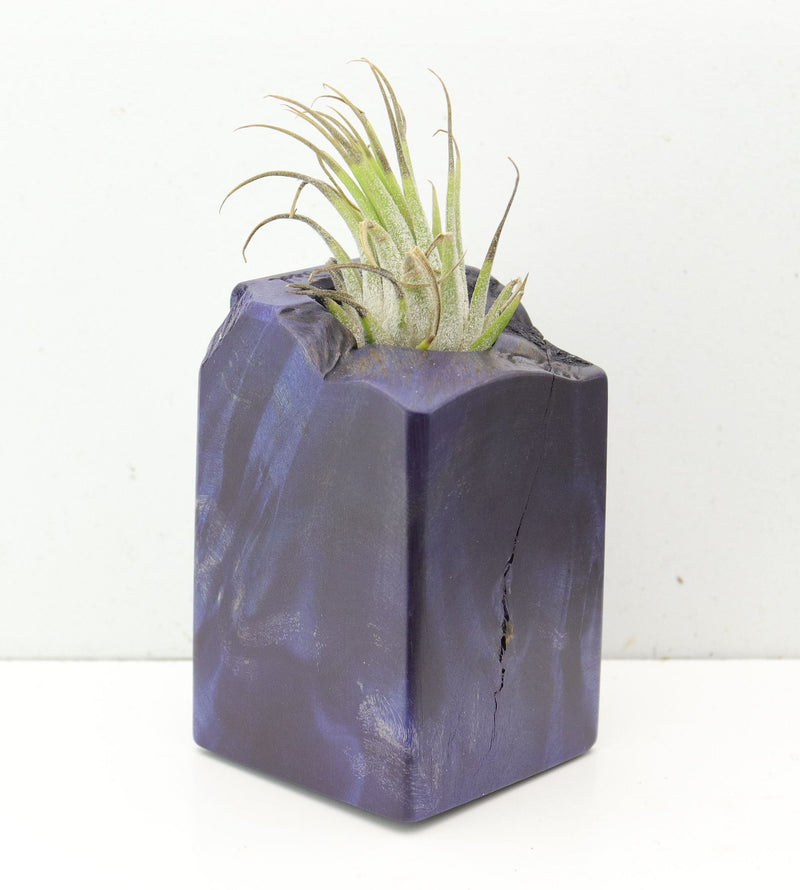 Wood Burl  Air Plant Holder - Rafael (Wood Burl, 691705)