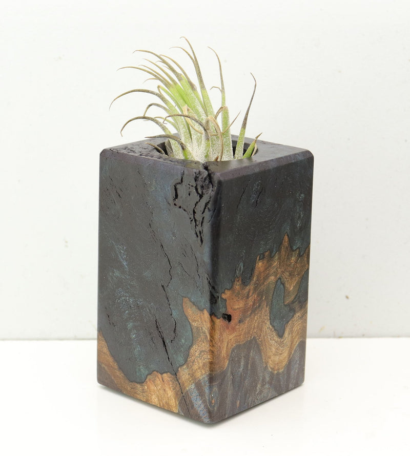 Wood Burl  Air Plant Holder - Brenna (Wood Burl, 691706)