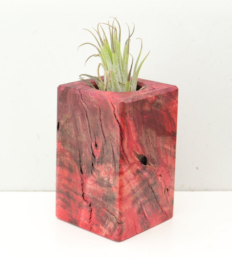 Wood Burl  Air Plant Holder - Cheri (Wood Burl, 691707)