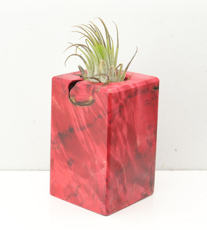 Wood Burl  Air Plant Holder - Toby (Wood Burl, 691708)