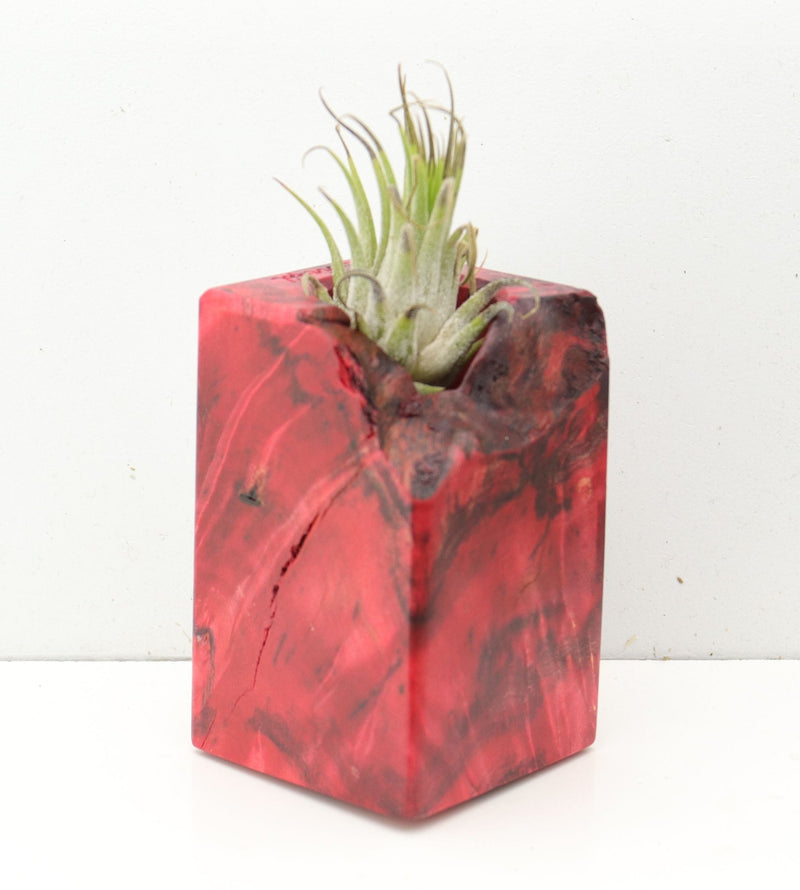 Wood Burl  Air Plant Holder - Zayn (Wood Burl, 691709)