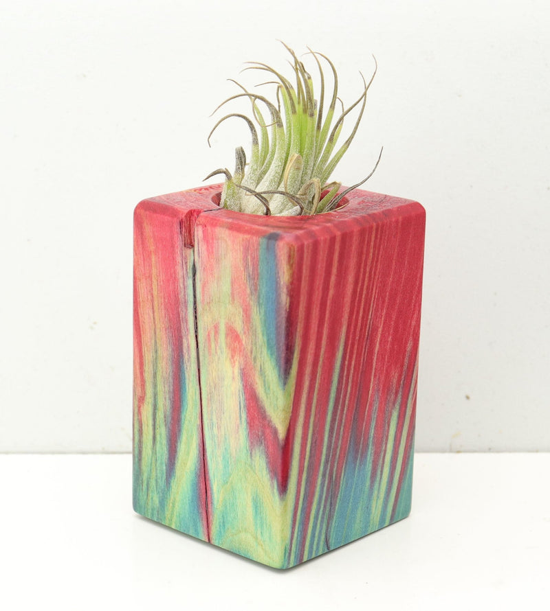 Wood Burl  Air Plant Holder - Nelson (Wood Burl, 692008)