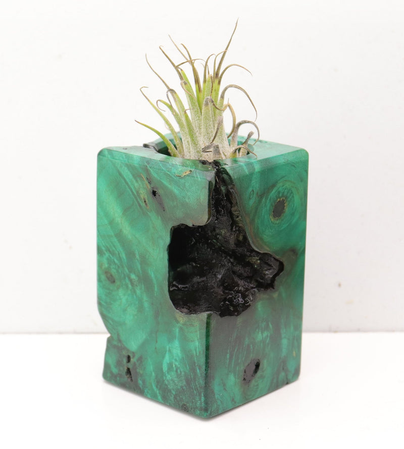 Wood Burl  Air Plant Holder - Haisley (Wood Burl, 692473)