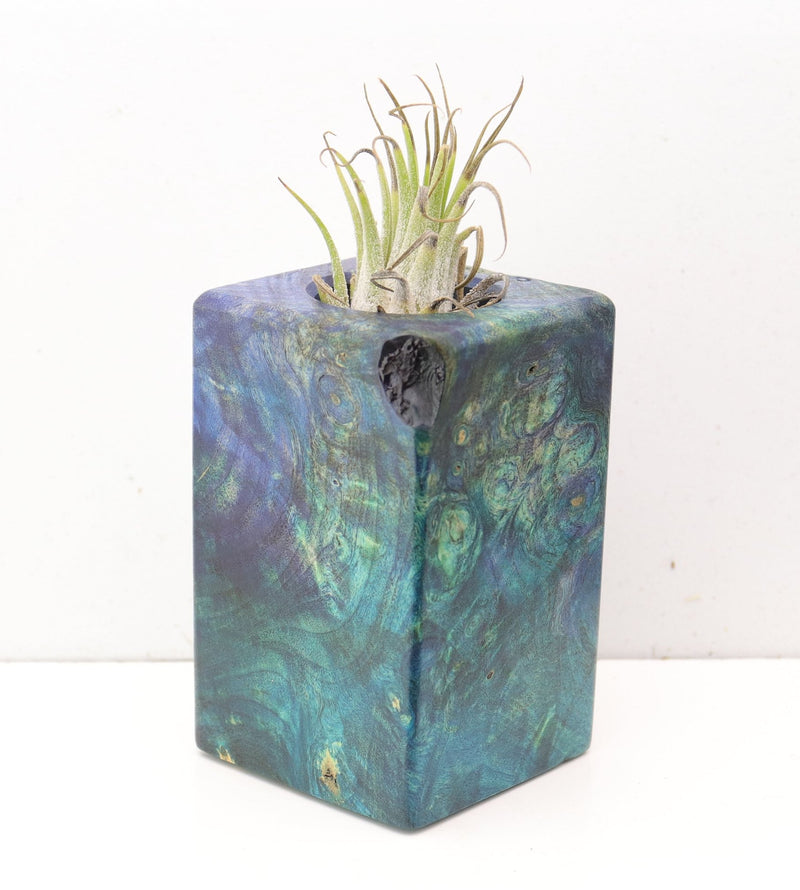 Wood Burl  Air Plant Holder - Hillary (Wood Burl, 692474)
