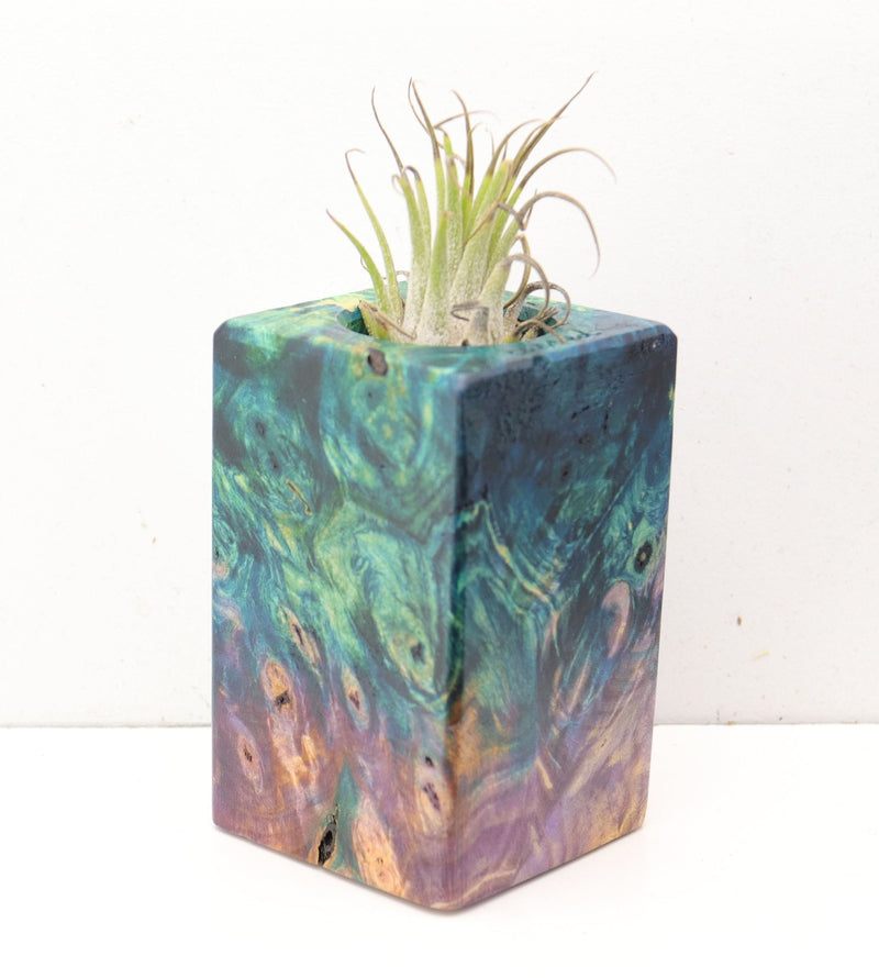 Wood Burl  Air Plant Holder - Philip (Wood Burl, 692475)