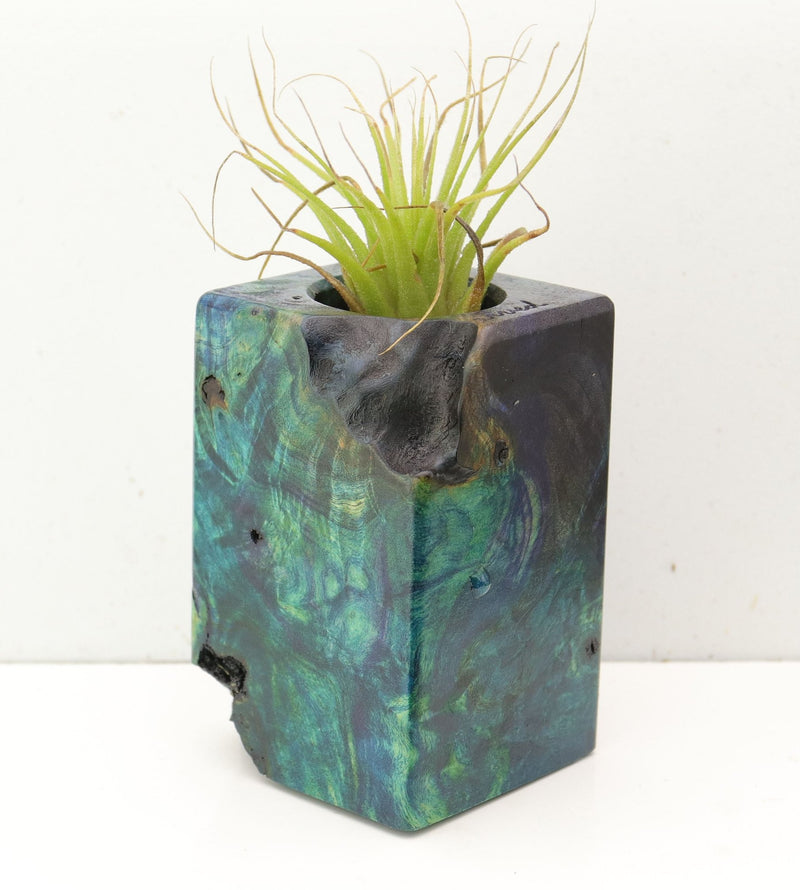 Wood Burl  Air Plant Holder - Karl (Wood Burl, 692483)
