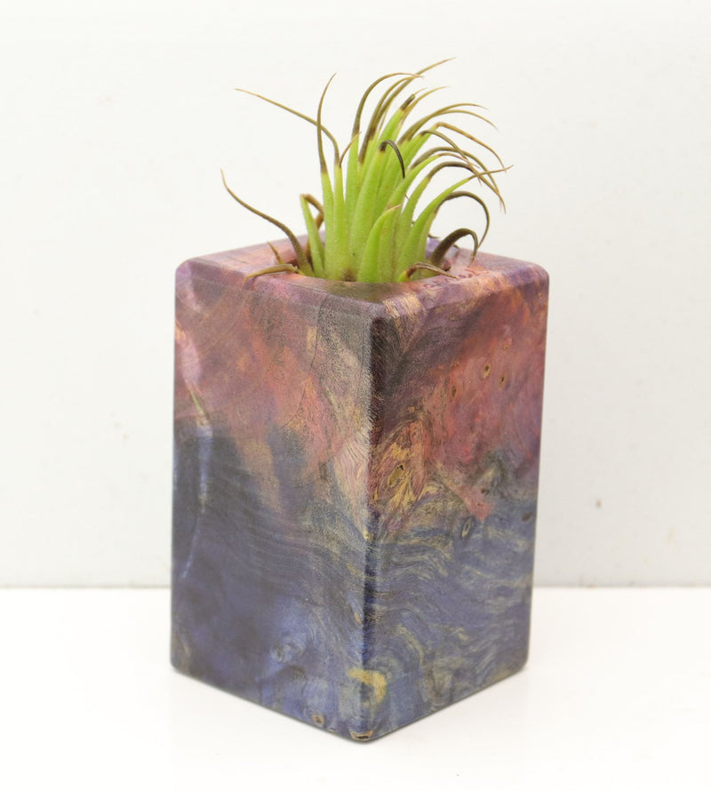Wood Burl  Air Plant Holder - Emmett (Wood Burl, 692484)