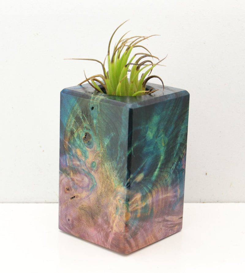 Wood Burl  Air Plant Holder - Roxanne (Wood Burl, 692485)
