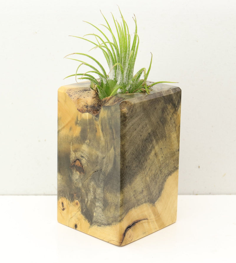Wood Burl  Air Plant Holder - Bryan (Wood Burl, 692559)