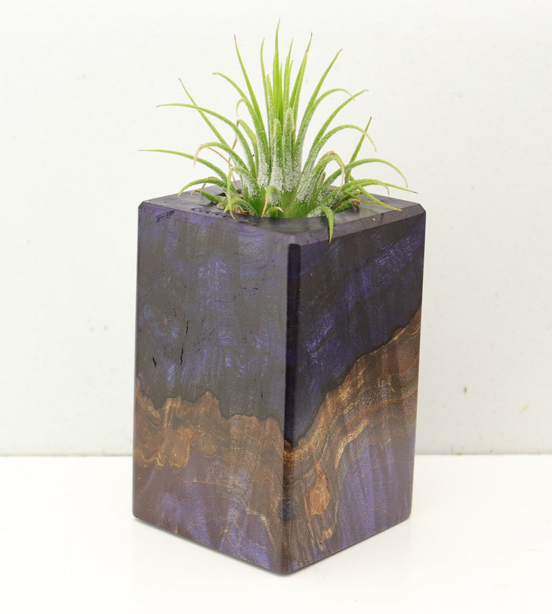 Wood Burl  Air Plant Holder - Camden (Wood Burl, 692560)