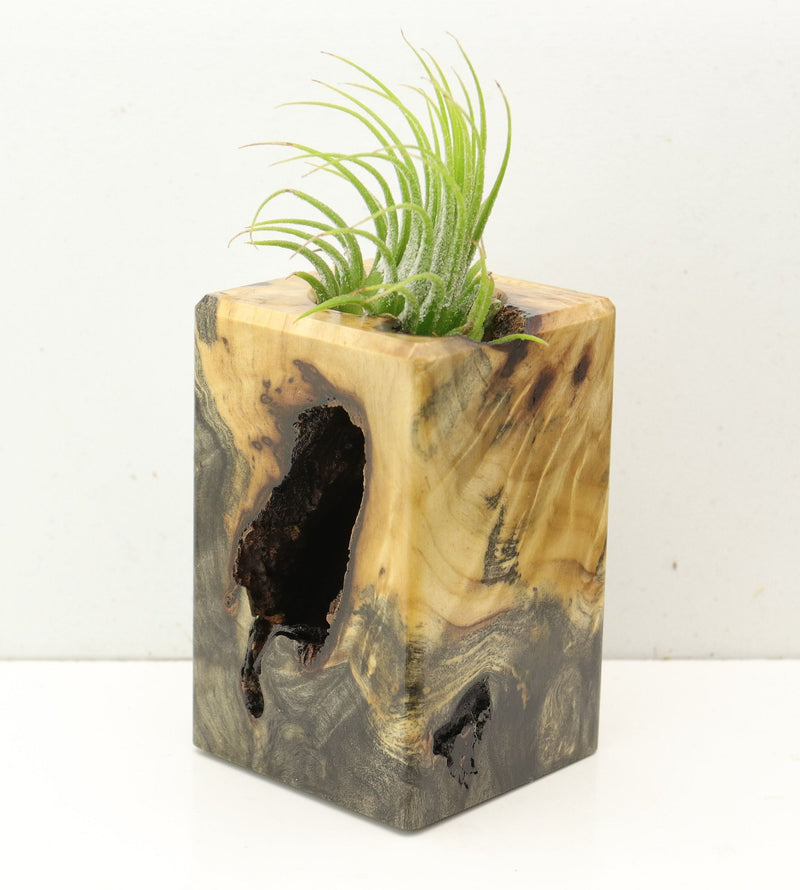 Wood Burl  Air Plant Holder - Timmy (Wood Burl, 692561)