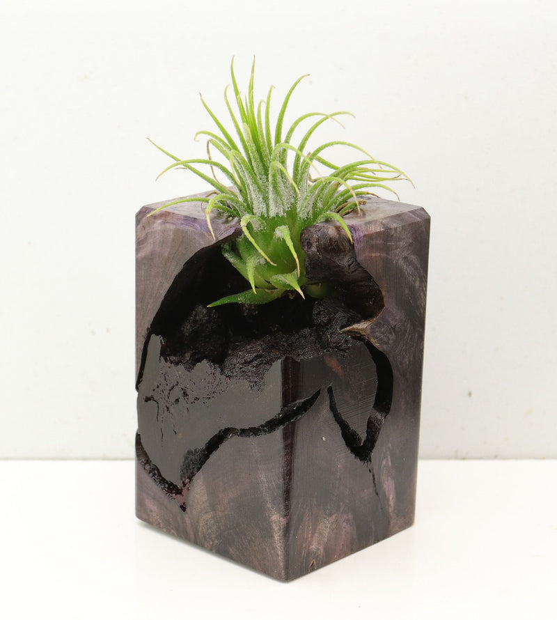 Wood Burl  Air Plant Holder - Haisley (Wood Burl, 692562)