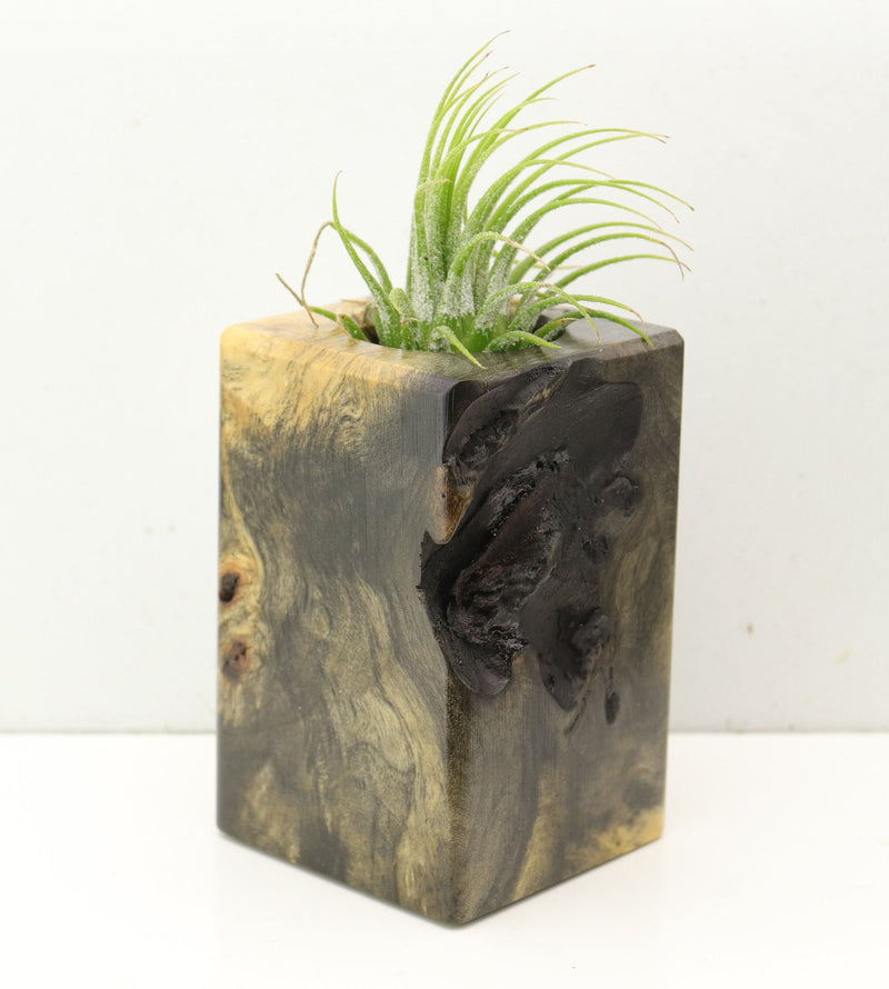 Wood Burl  Air Plant Holder - Scott (Wood Burl, 692563)