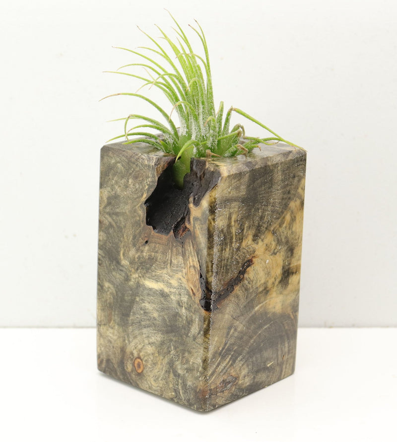 Wood Burl  Air Plant Holder - Gemma (Wood Burl, 692564)