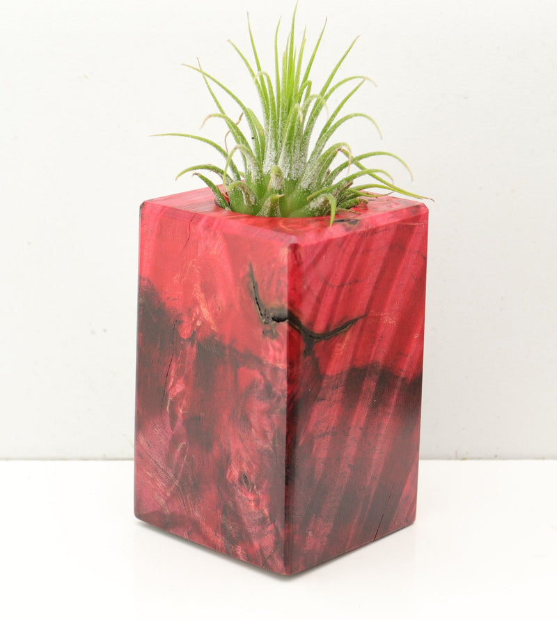Wood Burl  Air Plant Holder - Cali (Wood Burl, 692565)
