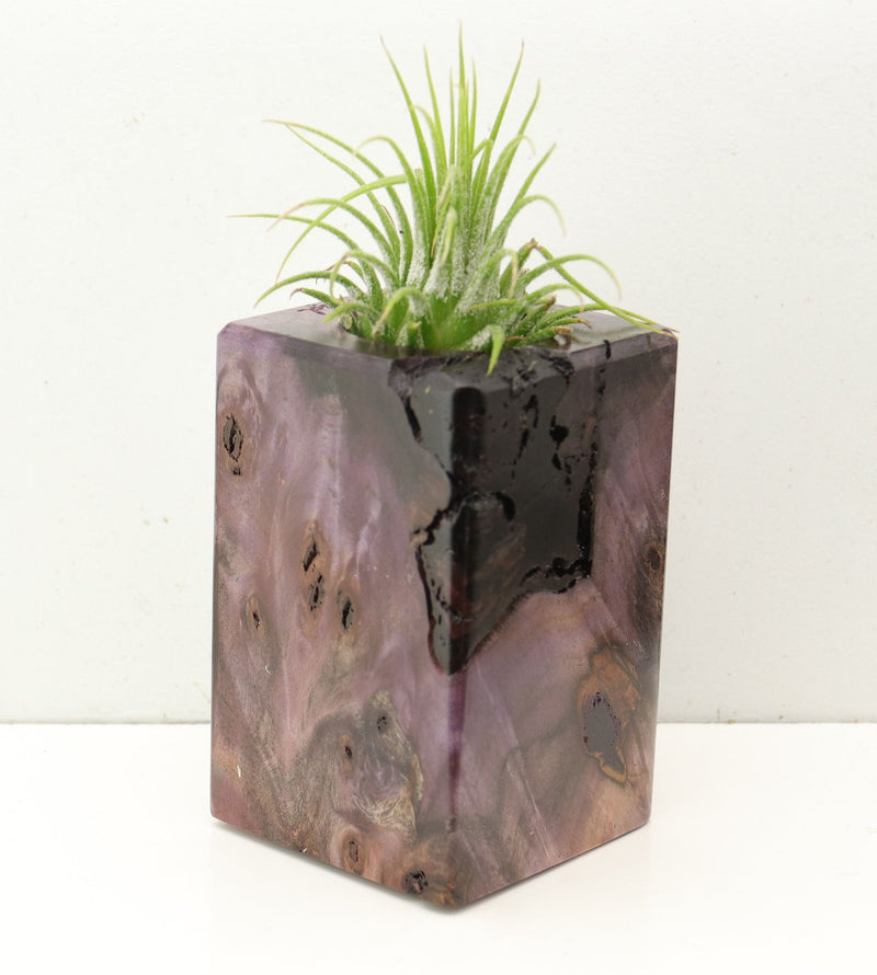 Wood Burl  Air Plant Holder - Gwen (Wood Burl, 692566)