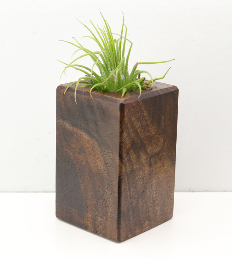 Wood Burl  Air Plant Holder - Liliana (Wood Burl, 692592)