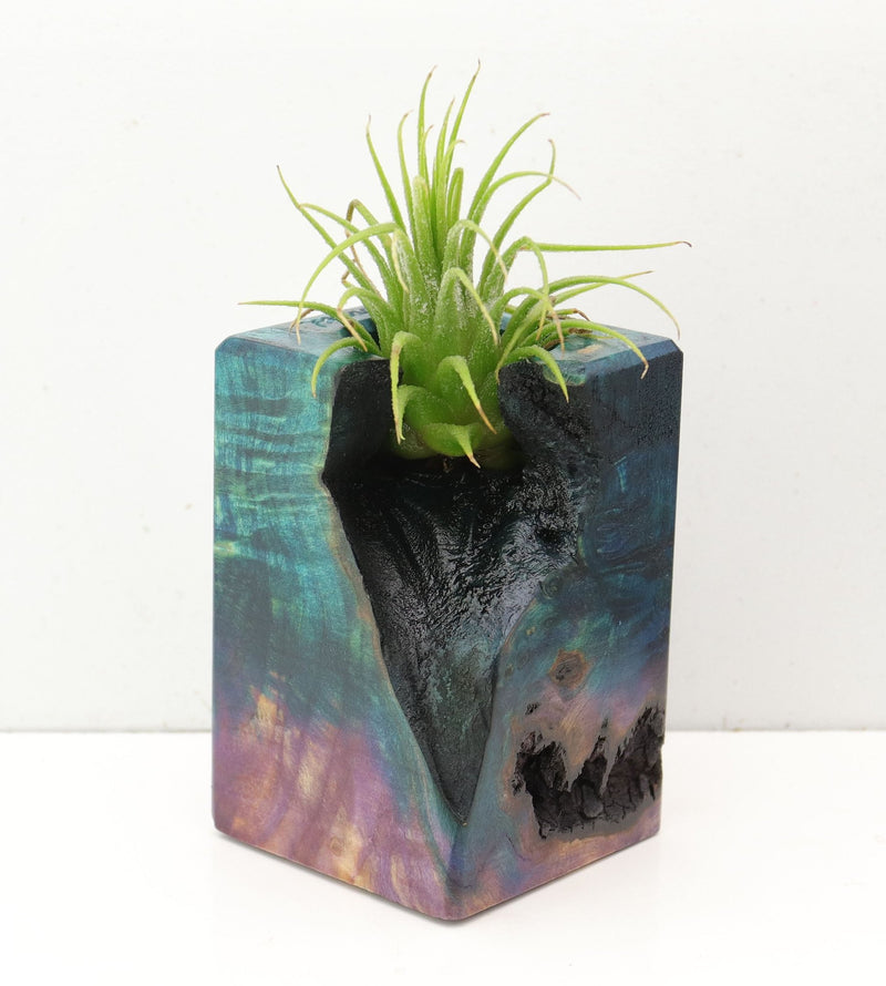 Wood Burl  Air Plant Holder - Drew (Wood Burl, 692593)