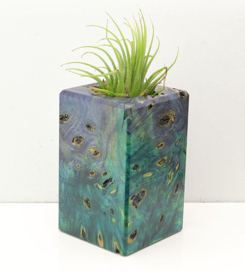 Wood Burl  Air Plant Holder - Lukas (Wood Burl, 692594)