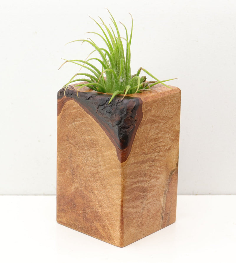 Wood Burl  Air Plant Holder - Phoenix (Wood Burl, 692598)