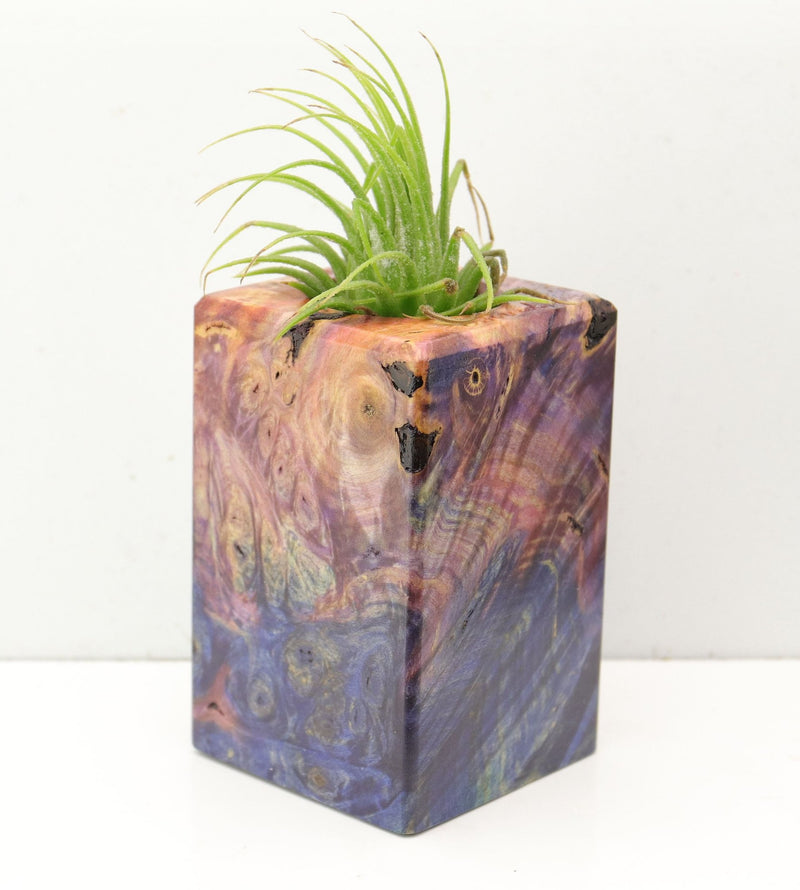 Wood Burl  Air Plant Holder - Rafael (Wood Burl, 692599)
