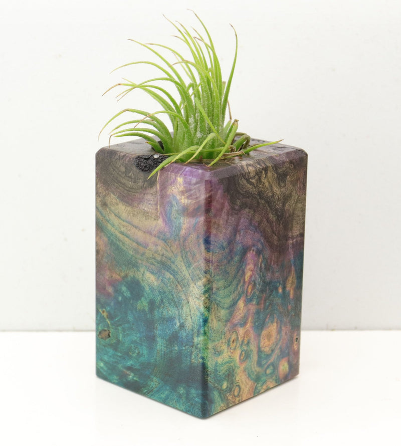 Wood Burl  Air Plant Holder - Esteban (Wood Burl, 692600)