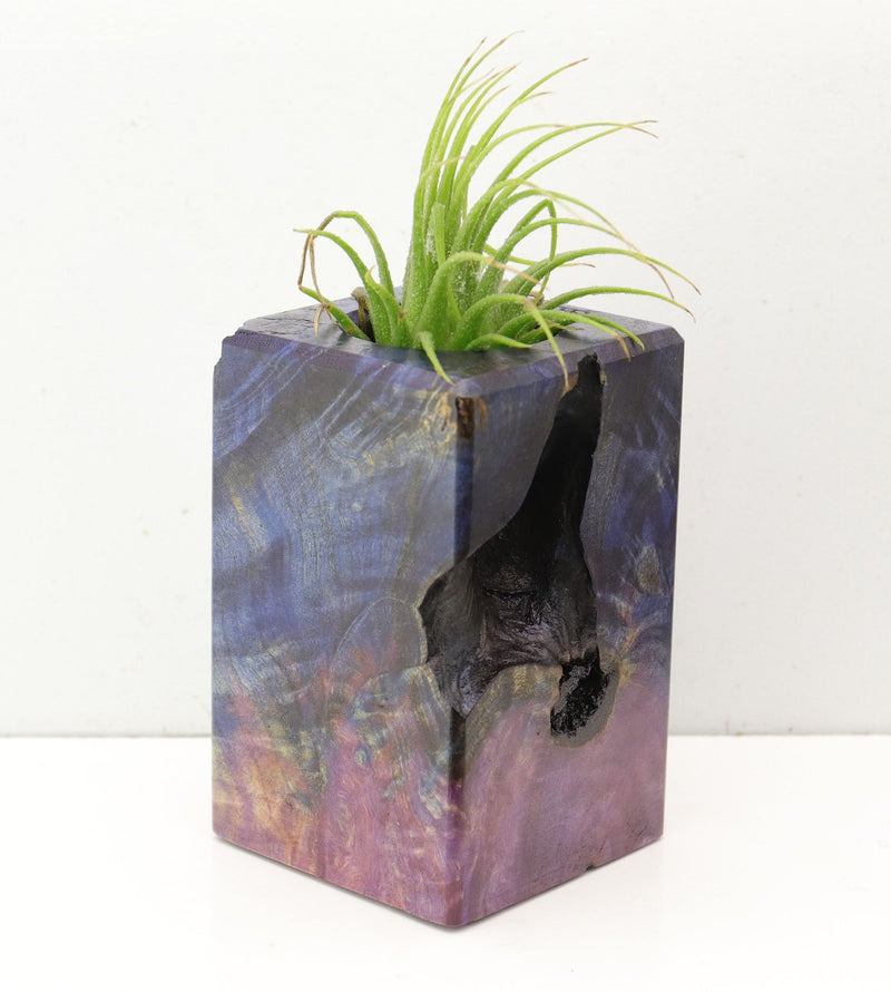 Wood Burl  Air Plant Holder - James (Wood Burl, 692601)