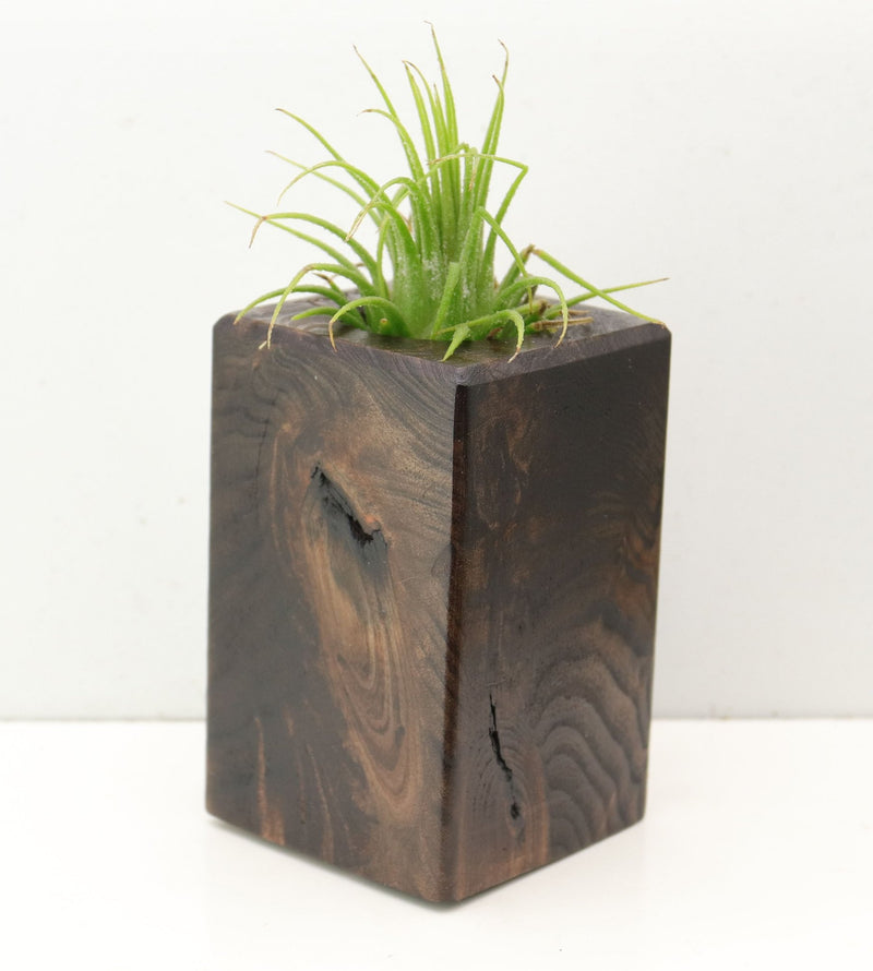 Wood Burl  Air Plant Holder - Iris (Wood Burl, 692602)