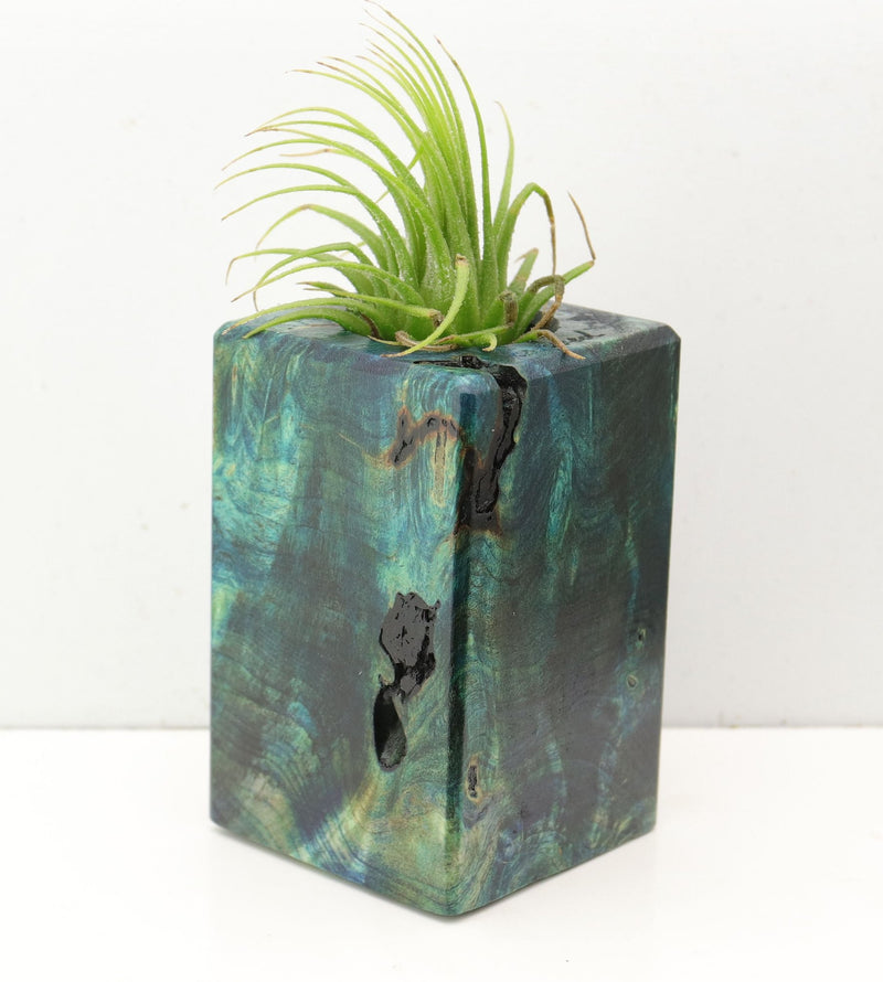 Wood Burl  Air Plant Holder - Betty (Wood Burl, 692603)