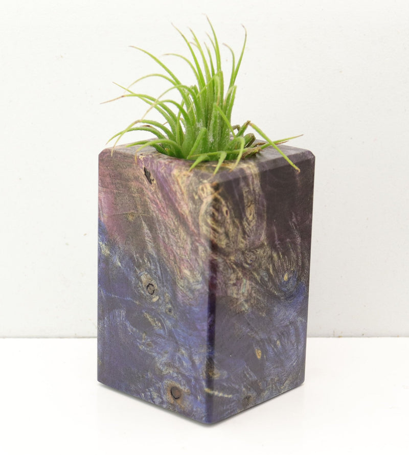 Wood Burl  Air Plant Holder - Colson (Wood Burl, 692604)
