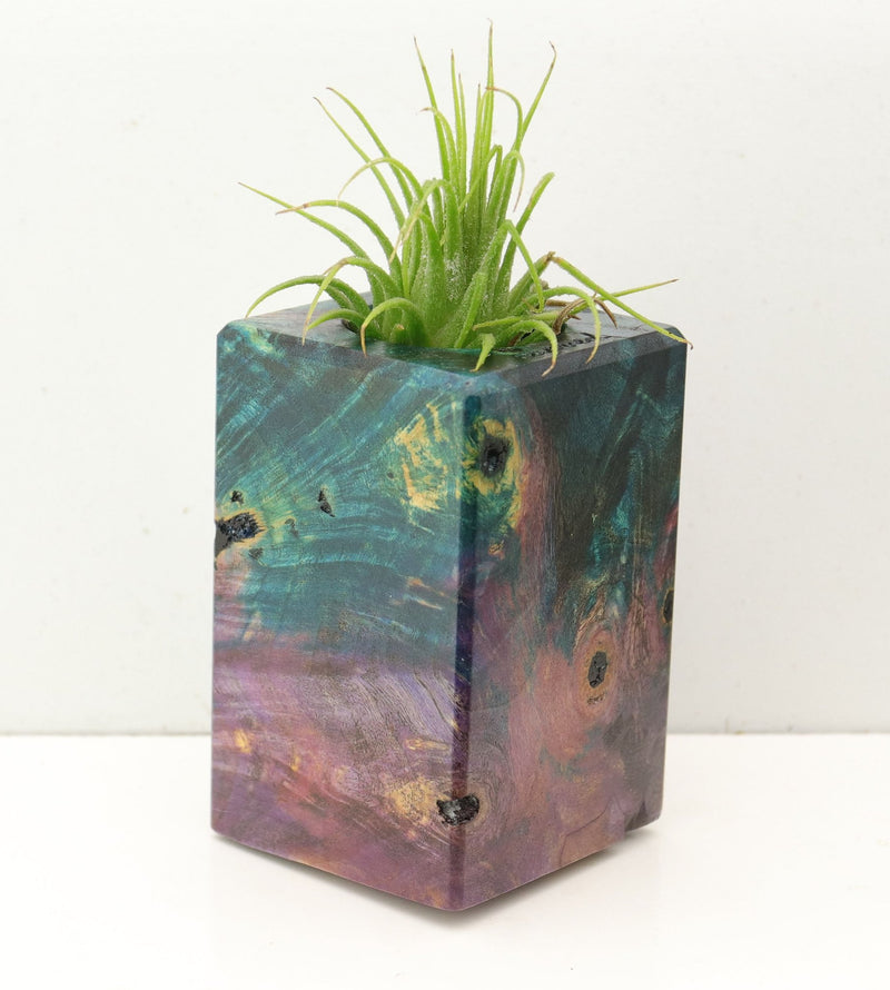 Wood Burl  Air Plant Holder - Jasmin (Wood Burl, 692605)