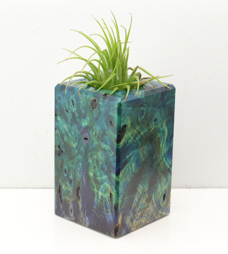 Wood Burl  Air Plant Holder - Ora (Wood Burl, 692606)