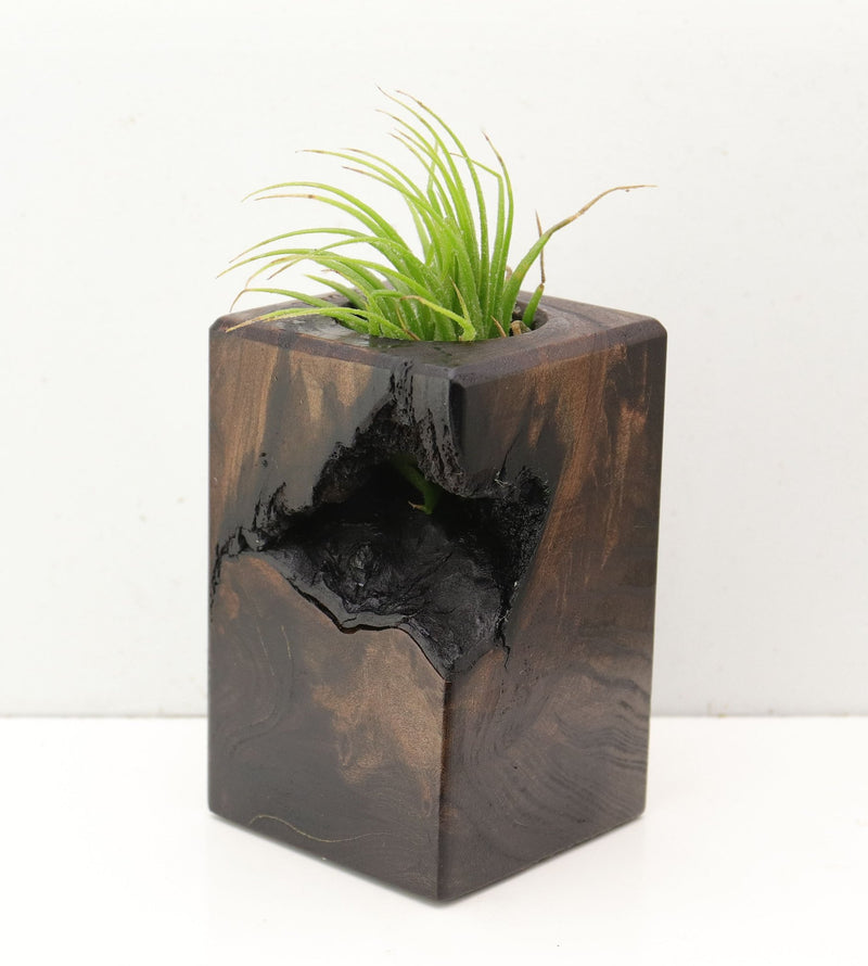 Wood Burl  Air Plant Holder - Ebony (Wood Burl, 692607)