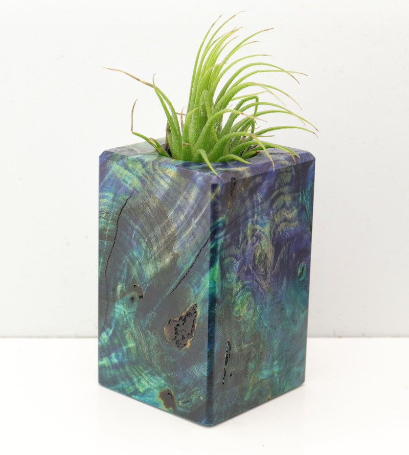 Wood Burl  Air Plant Holder - May (Wood Burl, 692608)
