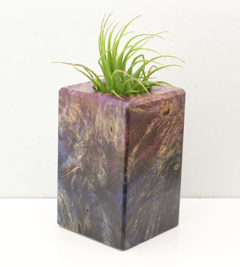 Wood Burl  Air Plant Holder - Krista (Wood Burl, 692609)