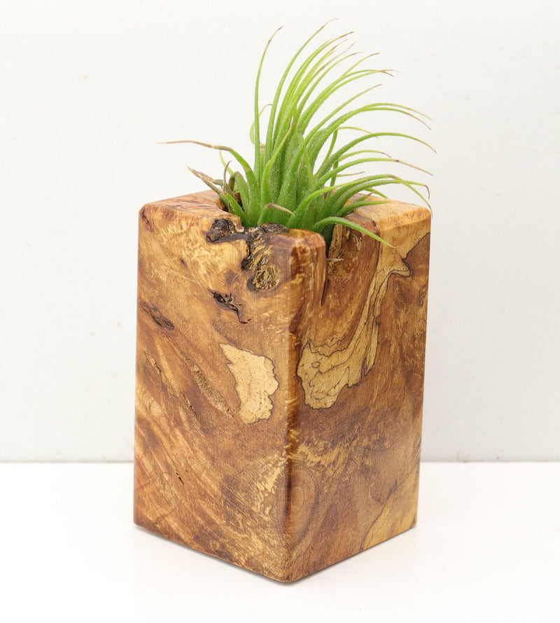 Wood Burl  Air Plant Holder - Rudolph (Wood Burl, 692610)
