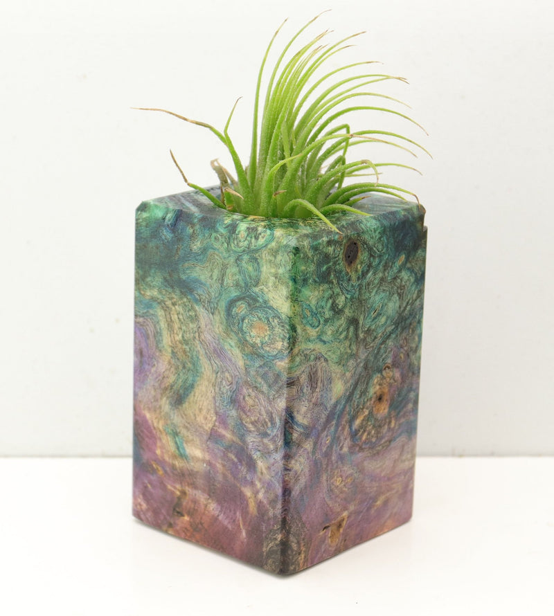 Wood Burl  Air Plant Holder - Jazmine (Wood Burl, 692611)